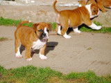 Superbes chiots Bulldog Continental à vendre