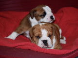 Superbes chiots Bulldog Continental à vendre