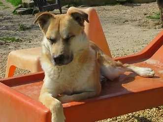 Doggy, croisé Berger mâle non-LOF sable panaché blanc, né en septembre 2018, cherche un foyer aimant