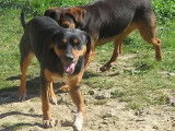 Zo&eacute;, crois&eacute;e Berger femelle non-LOF, tricolore dominante noire et fauve, n&eacute;e en avril 2017, en qu&ecirc;te d&rsquo;une famille