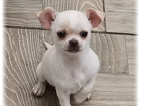 Chihuahua mâle   LOF