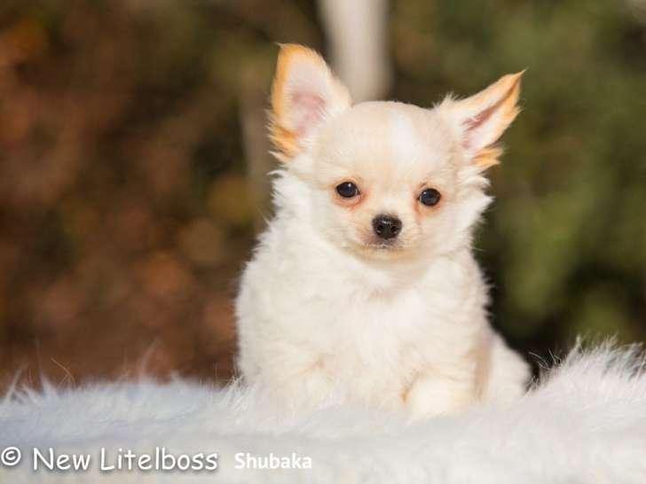 Vente d’un chiot Chihuahua mâle crème de 2021 à vendre, LOF