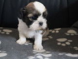 2 chiots Shih Tzu mâles marron panaché blanc LOF de novembre 2021