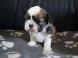 2 chiots Shih Tzu mâles marron panaché blanc LOF de novembre 2021