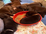 Chiots Labrador chocolat LOF &agrave; vendre