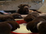 Chiots Labrador chocolat LOF &agrave; vendre