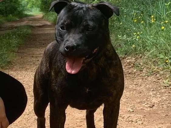 1 chienne Staffordshire Bull Terrier noir bringé LOF de 3 ans à vendre
