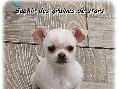 Chiot Chihuahua blanc LOF à vendre