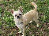 Etalon Chihuahua LOF crème disponible pour saillie