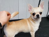 Etalon Chihuahua LOF crème disponible pour saillie
