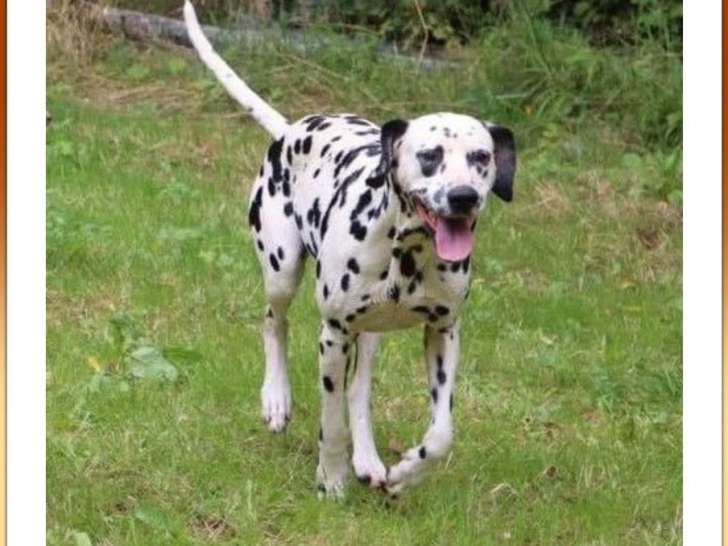 Une chienne Dalmatien de 5 ans LOF à vendre