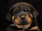 Chiots Berger de Beauce LOF à vendre
