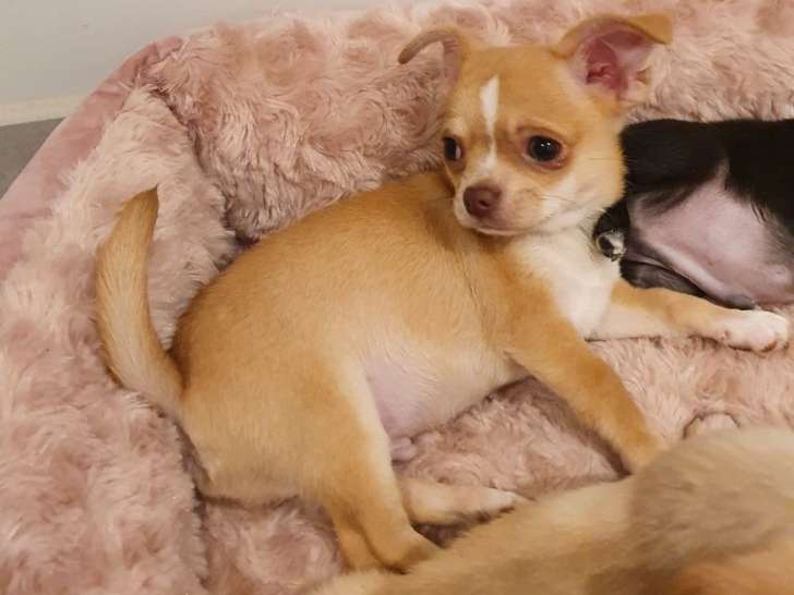 2 chiots Chihuahua mâles nés en 2021 LOF à vendre