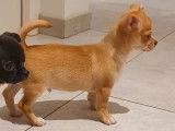 2 chiots Chihuahua mâles nés en 2021 LOF à vendre
