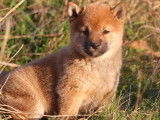 Deux chiots Shiba Inu LOF au pelage roux disponibles de suite
