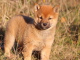 Deux chiots Shiba Inu LOF au pelage roux disponibles de suite