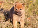 Deux chiots Shiba Inu LOF au pelage roux disponibles de suite