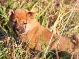 Deux chiots Shiba Inu LOF au pelage roux disponibles de suite