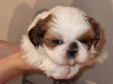 À réserver trois chiots Shih Tzu non LOF