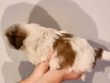 À réserver trois chiots Shih Tzu non LOF