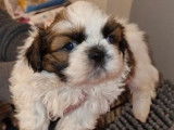 À réserver trois chiots Shih Tzu non LOF