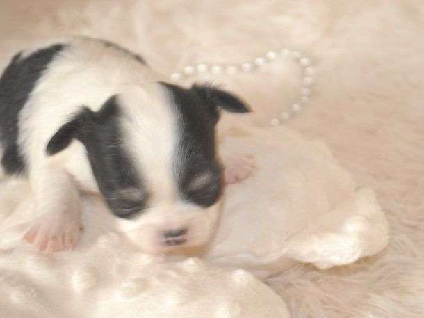 Un chiot Chihuahua mâle à poils courts né en 2021 LOF à vendre