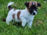 8 chiots Jack Russell Terrier n&eacute;s en 2021 LOF &agrave; r&eacute;server
