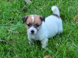 8 chiots Jack Russell Terrier n&eacute;s en 2021 LOF &agrave; r&eacute;server