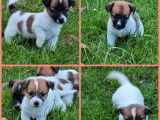 8 chiots Jack Russell Terrier n&eacute;s en 2021 LOF &agrave; r&eacute;server