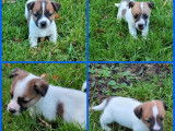 8 chiots Jack Russell Terrier n&eacute;s en 2021 LOF &agrave; r&eacute;server