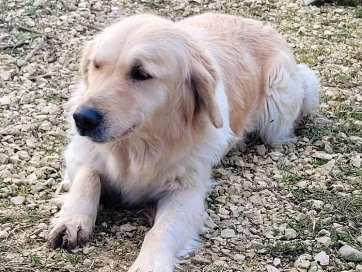 À vendre, chienne Golden Retriever beige âgée de deux ans et demi (LOF)