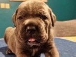 10 chiot Cane Corso n&eacute;s en d&eacute;cembre 2021 (LOF) &agrave; r&eacute;server