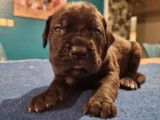 10 chiot Cane Corso n&eacute;s en d&eacute;cembre 2021 (LOF) &agrave; r&eacute;server