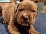 10 chiot Cane Corso n&eacute;s en d&eacute;cembre 2021 (LOF) &agrave; r&eacute;server