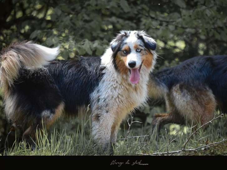 Une chienne tricolore Berger Australien de 2 ans LOF disponible