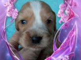 Chiots Cocker Anglais non LOF disponibles à la réservation