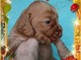 Chiots Cocker Anglais non LOF disponibles à la réservation