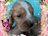 Chiots Cocker Anglais non LOF disponibles à la réservation