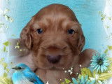 Chiots Cocker Anglais non LOF disponibles à la réservation