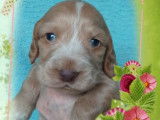 Chiots Cocker Anglais non LOF disponibles à la réservation