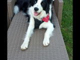 Zorro, Border Collie de 2 ans &agrave; donner