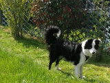 Zorro, Border Collie de 2 ans &agrave; donner