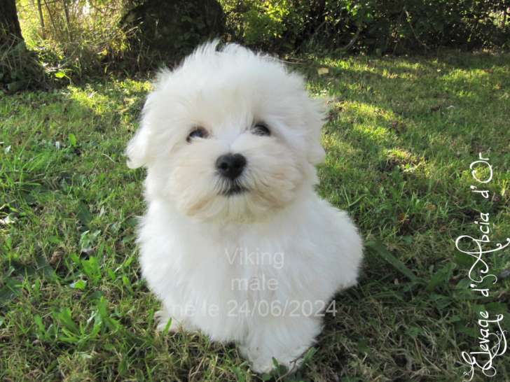 Chiots Bichon Maltais LOF Mâle - À Vendre