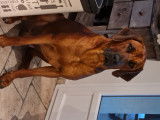 Rhodesian ridgeback