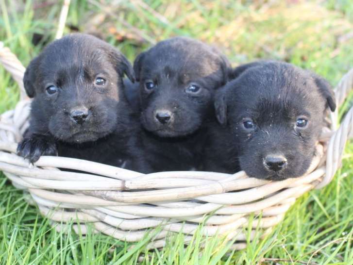 À réserver, trois chiots Labrador noirs nés en novembre 2021  LOF