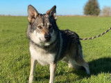 À vendre, chienne Loup Tchèque âgée de 2 ans avec une robe grise bringée LOF