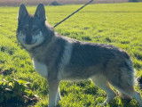 À vendre, chienne Loup Tchèque âgée de 2 ans avec une robe grise bringée LOF
