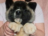 Chiots Akita Américain LOF disponibles