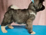 Chiots Akita Américain LOF disponibles