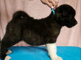 Chiots Akita Américain LOF disponibles